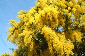 Mimoza-cicegi